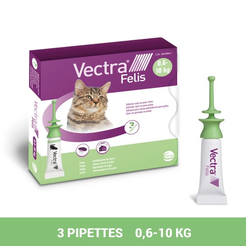 Vectra felis - Titi&co